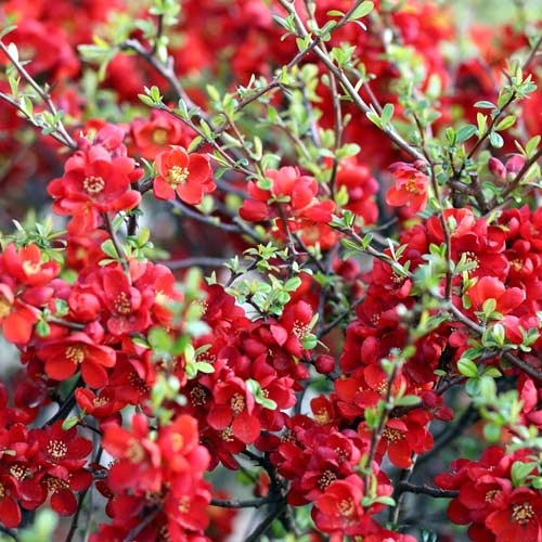 Japanska dunja Sargentii, P9 slika 1 interface.art 1576