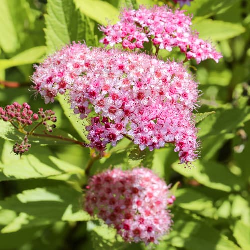 Japanska suručica Crispa slika 1 interface.art 2044