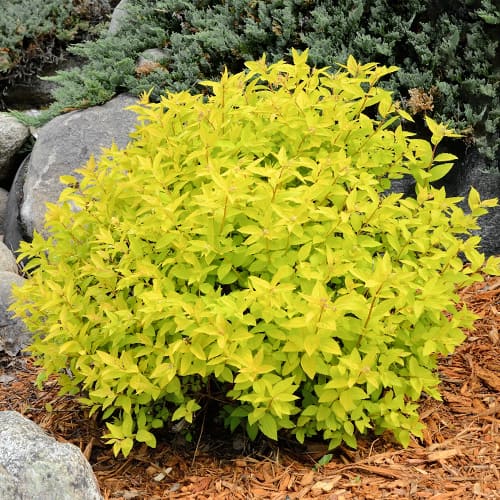 Japanska suručica Goldmound slika 1 interface.art 2045