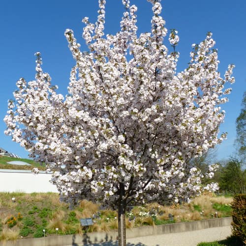 Japanska trešnja Sunset Boulevard slika 1 interface.art 2043