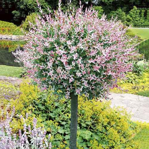 Japanska vrba Hakuro Nishiki, С3 slika 1 interface.art 7713