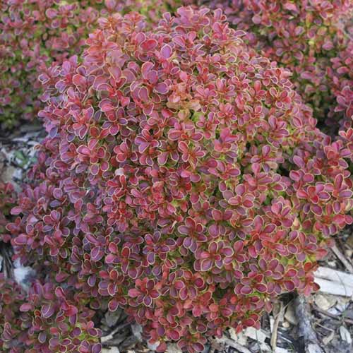 Japanska žutika Admiration PBR, С2 slika 1 interface.art 8505