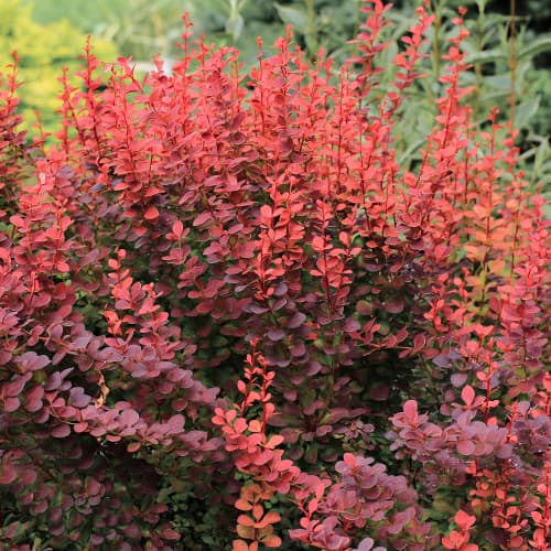 Japanska žutika Atropurpurea slika 1 interface.art 5645