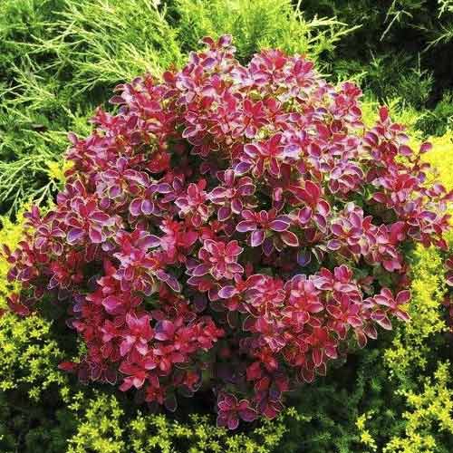 Japanska žutika Coral PBR, С2 slika 1 interface.art 8506