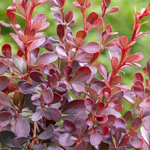 Japanska žutika Dart's Red Lady, P9 slika 1 interface.art 9001