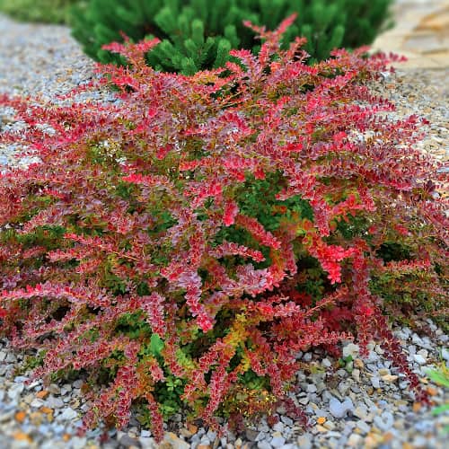 Japanska žutika Golden Ring, P9 slika 1 interface.art 9003