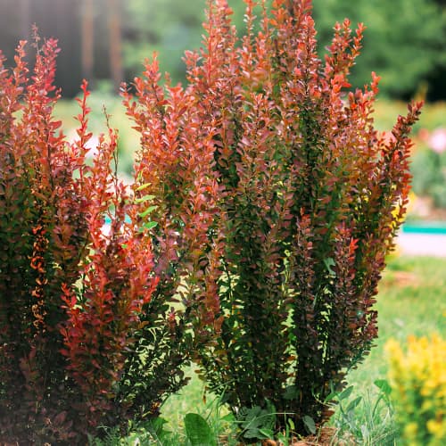 Japanska žutika Helmond Pillar slika 1 interface.art 9559