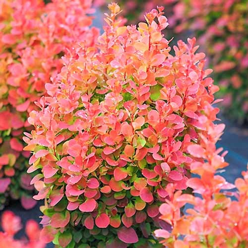 Japanska žutika Red Chief, P9 slika 1 interface.art 9002