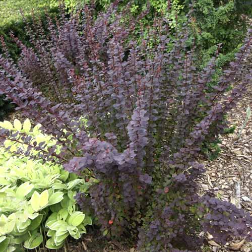 Japanska žutika Summer Chocolate PBR, С2 slika 1 interface.art 8508