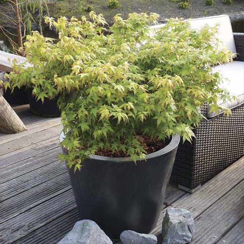 Japanski javor Little Princess, С3 slika 1 interface.art 8500