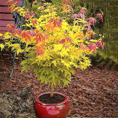 Japanski javor Orange Dream, С3 slika 1 interface.art 8501