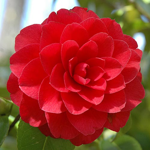 Japonska kamelija Red slika 1 interface.art 76649