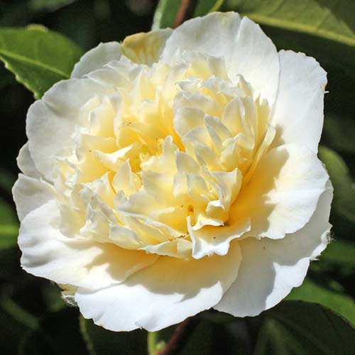 Japonska kamelija Yellow slika 1 interface.art 76647