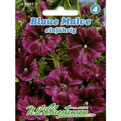 Jednogodišnji sljez interface.art interface.photo 1 Jednogodišnji sljez slika 1 interface.art 96403