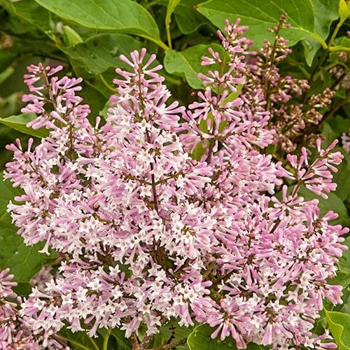 Jorgovan Miss Kim, P9 slika 1 interface.art 9161