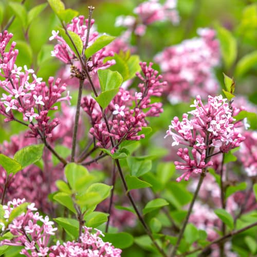 Jorgovan Red Pixie, C2 interface.art interface.photo 1 Jorgovan Red Pixie, C2 slika 1 interface.art 4803