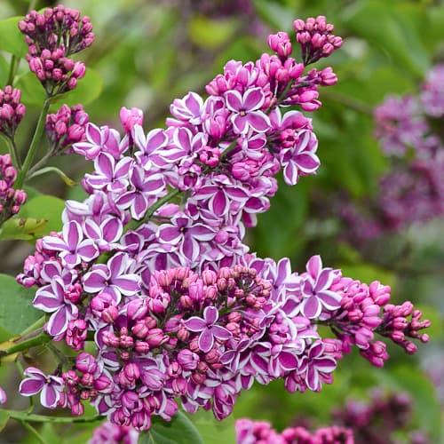 Jorgovan Sensation interface.art interface.photo 1 Jorgovan Sensation slika 1 interface.art 9095