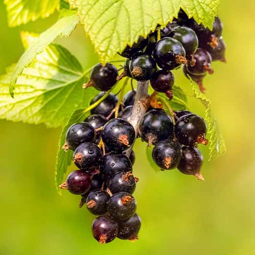 Jošta (Ribes x nidigrolaria) slika 1 interface.art 5834