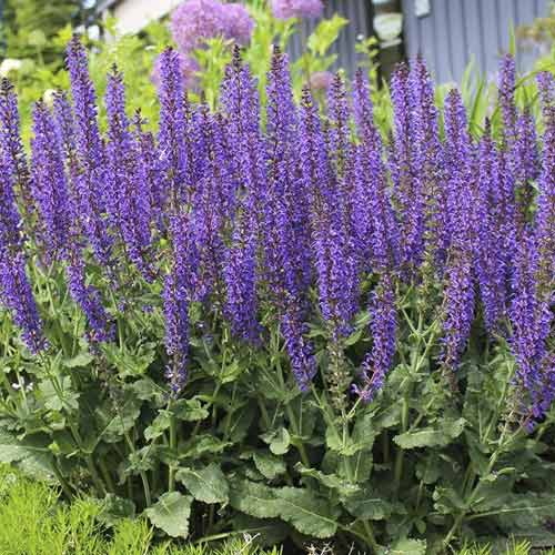 Kadulja Midnight Purple, С3 slika 1 interface.art 8575