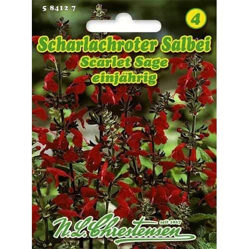 Kadulja Scarlet slika 1 interface.art 96446