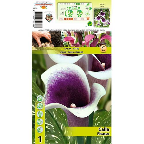 Kala Picasso slika 1 interface.art 70362