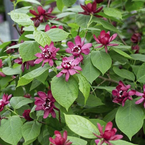 Kalikant Aphrodite PBR, С3 slika 1 interface.art 8518