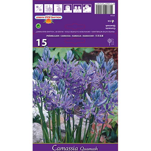 Kamasija Quamash slika 1 interface.art 67610