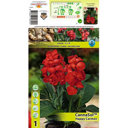 Kana (Canna) Happy Carmen slika 1 interface.art 70364