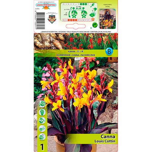 Kana Louis Cottin slika 1 interface.art 76196