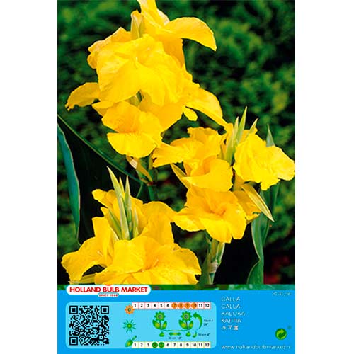 Kana Yellow slika 1 interface.art 70463