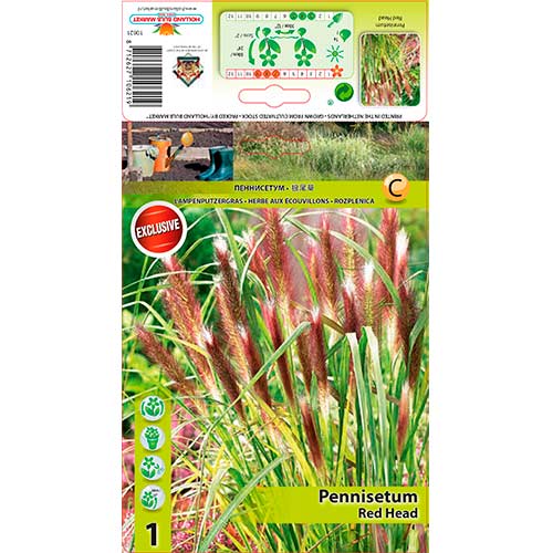 Kineska trava Red Head slika 1 interface.art 76346