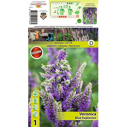 Klasasta čestoslavica Blue Explosion slika 1 interface.art 70453