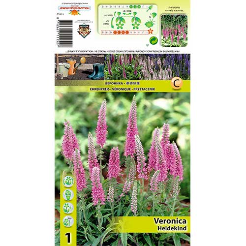 Klasasta čestoslavica Heidekind slika 1 interface.art 70454