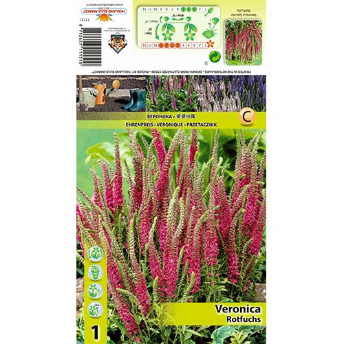 Klasasta čestoslavica Rotfuchs slika 1 interface.art 70455