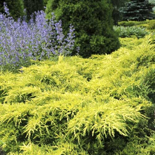 Kleka Gold Star, C2 slika 1 interface.art 7740