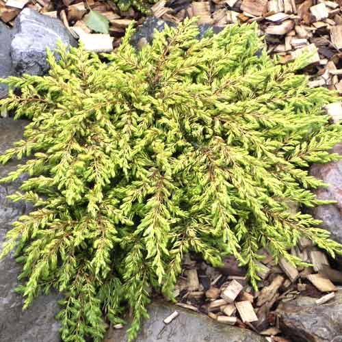 Kleka Goldschatz, С3 slika 1 interface.art 7736