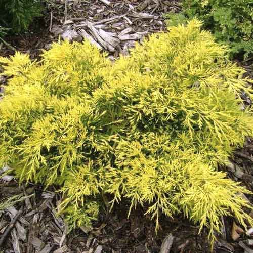 Kleka King of Spring, С3 slika 1 interface.art 7742