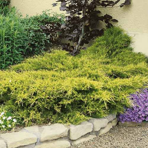 Kleka Kuriwao Gold, С3 slika 1 interface.art 7734