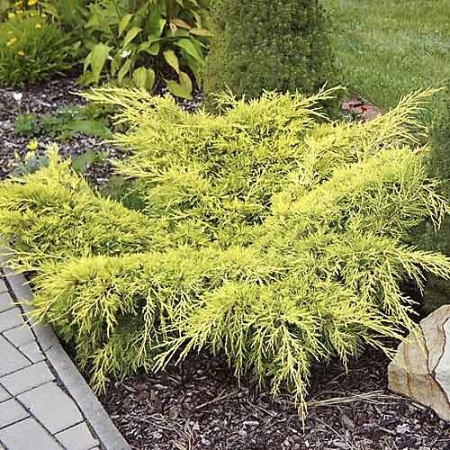 Kleka Old Gold, С3 slika 1 interface.art 7741