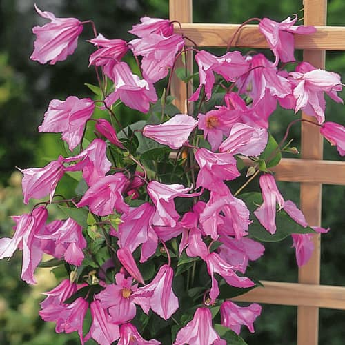 Klematis Alionushka, С2 slika 1 interface.art 1550