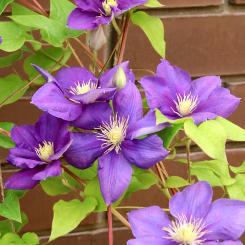 Klematis Kaczynski slika 1 interface.art 5875