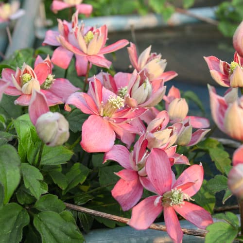 Klematis Marjorie, P9 slika 1 interface.art 5874