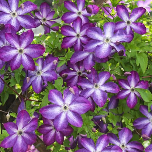 Klematis Venosa Violacea, Р9 slika 1 interface.art 9664