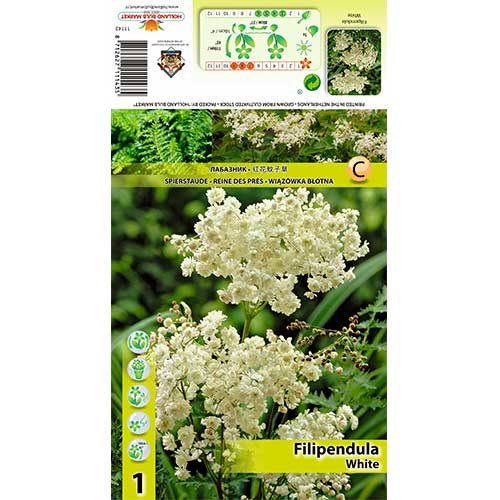 Končara (Filipendula) Alba slika 1 interface.art 70387