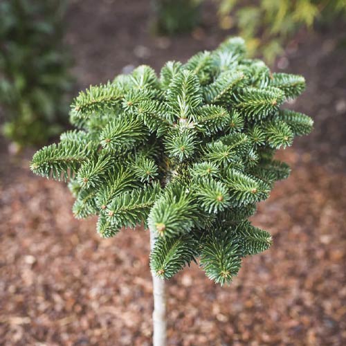 Korejska jela Forest Child, C4 slika 1 interface.art 8240