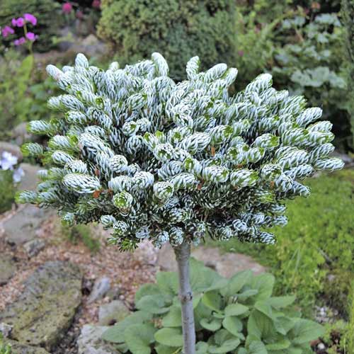 Korejska jela Kohout's Icebreaker ®, C4 slika 1 interface.art 8241