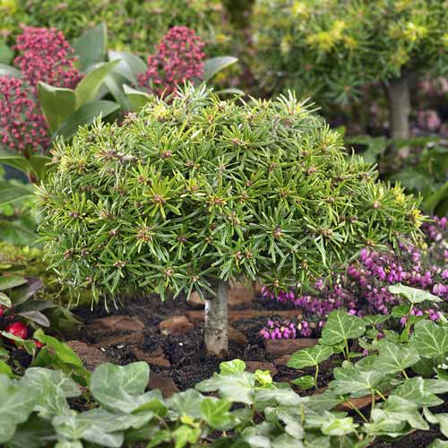 Korejska jela Kristall Kugel, C4 slika 1 interface.art 8242