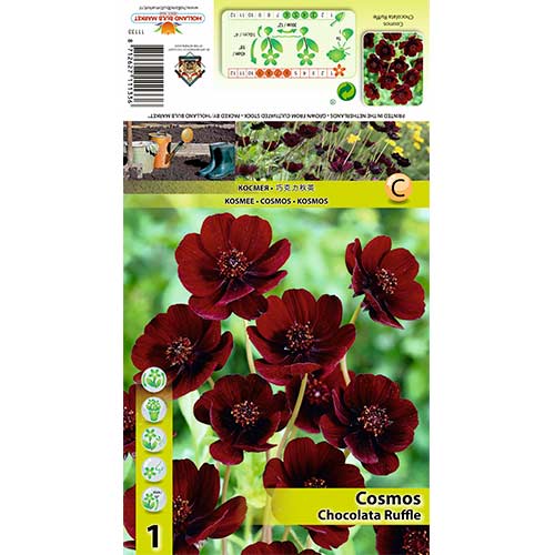 Kosmos Chocolate Ruffle slika 1 interface.art 70368