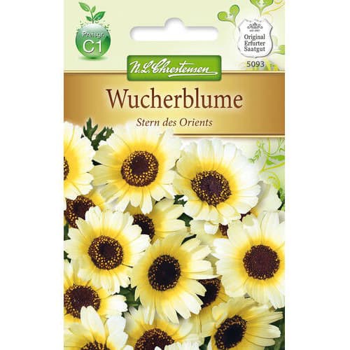 Krizantema Stern des Orients slika 1 interface.art 78900