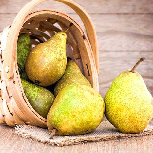 Kruška Abate Fetel, C2 slika 1 interface.art 9684